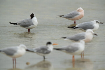 Obraz premium Selective focus on Black-headed gull preening at Busaiteen coast, Bahrain