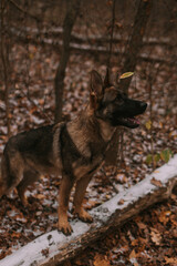 Portrait of a dog in park