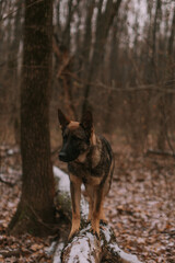 Portrait of a dog in park