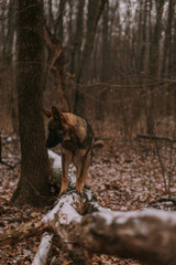 Portrait of a dog in park
