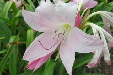Fototapeta na wymiar Beautiful pink lily in the garden, closeup