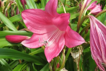 Fototapeta na wymiar Beautiful pink lily flower in the garden, closeup