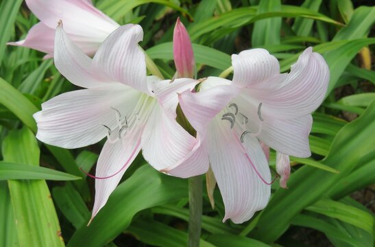 Beautiful white pink lilies flowers in the garden, closeup