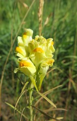 Yellow lynaria flowers in the meadow, closeup