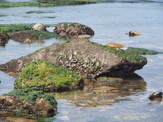 stone background with beach green moss, rock with beach stone moss