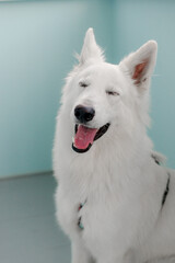 Portrait of a big dog playing at home