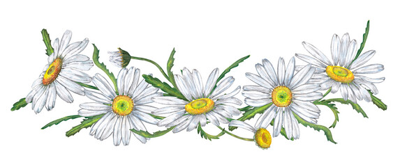 Spring, summer floral composition of three garden daisy flowers, petals, leaves. Chamomile artistic pattern. Wedding invitation decor. Watercolor hand painted isolated elements on white background.