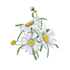 Spring, summer floral bouquet of garden daisy flowers, petals, leaves and buds. Chamomile artistic pattern. Wedding invitation decor. Watercolor hand painted isolated elements on white background.