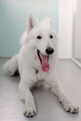 Portrait of a big dog playing at home