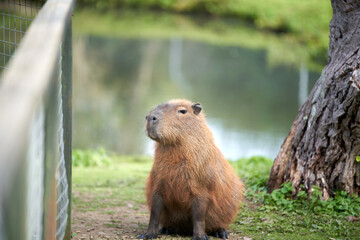 Brown capybara sitting by the lake at the zoo