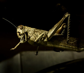 Closeup shot of a grasshopper on a dark background