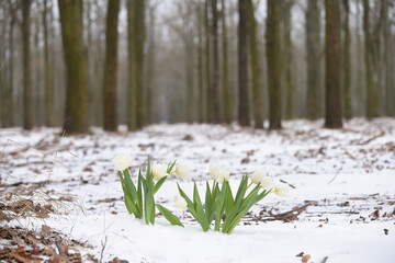 Delicate flowers of white tulips in a meadowin the forest in the snow . Variability of spring...