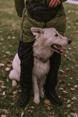 Portrait of a dog in park