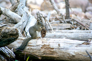 Squirrel on Log with Pine Cone