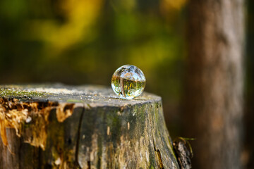 Lensball laying on the tree stump with autumn forest in the background.