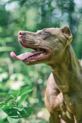 Young handsome pit bull terrier in the summer forest.