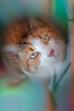 gato atrigrado mirando hacia arriba con colores llamativos a su alrededor.