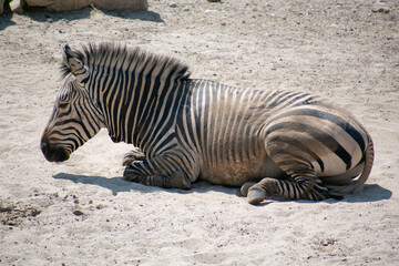 Fototapeta na wymiar Zebra Resting