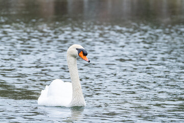 Mute swan swimming in lake 