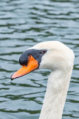 Close-up of mute swan with orange beak in lake in park