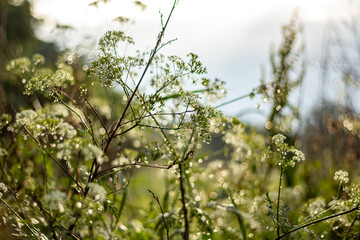 Abstract blur nature green background with beautiful bokeh