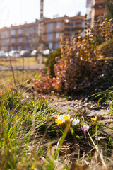 The first flowers in the spring in the city. Small flowers push through the grass and rocks.