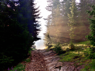 path in the woods