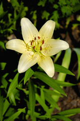 White lily flower close up natural background	