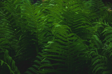 Green fern leaves close up natural background