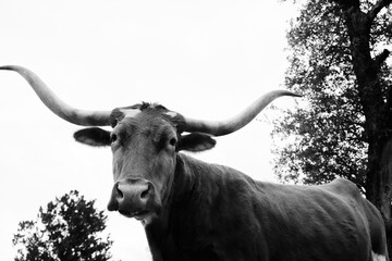 Naklejka premium Rustic black and white curious Texas longhorn cow portrait.