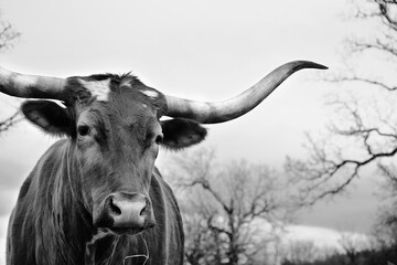 portrait of a Texas Longhorn cow in black and white.
