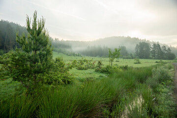 Karadeniz bölgesinde Bartin ilinde yaylalar, otlar, hayvanlar.