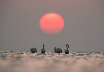 Naklejka na ściany i meble Greater Flamingos preening with beautiful sunrise at Asker coast of Bahrain