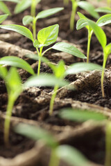 Pots with young seedlings of sweet pepper on windowsill in the spring, rows of plants in cardboard peat pots, closeup, copy space, vertical, eco agriculture, house planting and homegrown concept