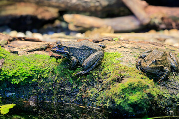 Teichfrosch (Pelophylax esculentus) Wasserfrosch, Amphibium