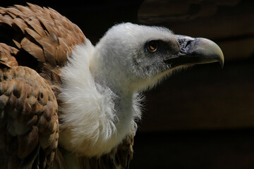 Gänsegeier (Gyps fulvus) Greifvogel