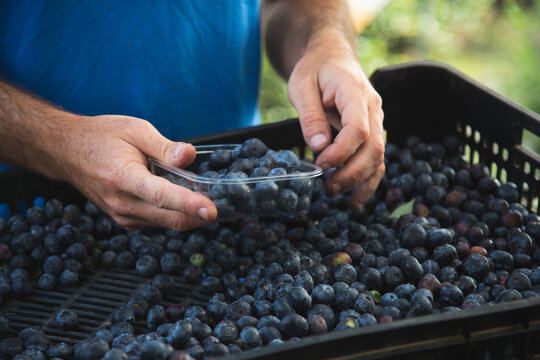 Farmer working and picking blueberries on a organic farm - modern business concept.