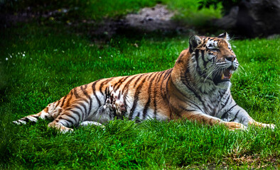 Fototapeta na wymiar Siberian tiger female on the lawn. Latin name - Panthera tigris altaica 