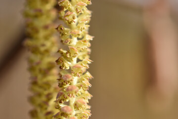 Blüte der Hasel, Corylus avellana, frisch aufgeblüht im Frühling, Spätwinter, Allergiker