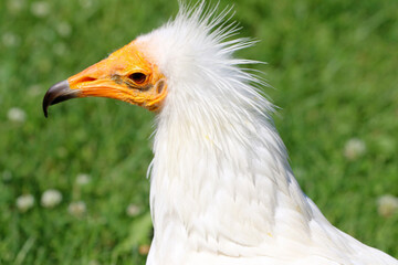 Schmutzgeier (Neophron percnopterus) Greifvogel