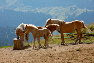 Fototapeta na wymiar Haflinger Pferde im Gebirge, Alpen, Südtirol, Italien, Europa
