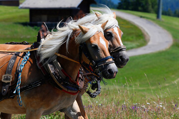 Kutschenfahrt mit Hafligerpferde, Seiser Alm, Südtirol, Italien, Europa