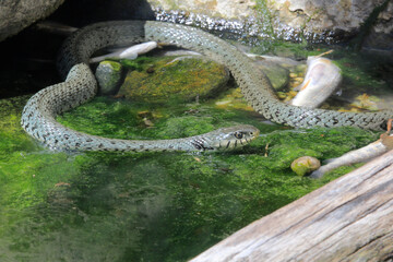  Ringelnatter (Natrix natrix) im Wasser