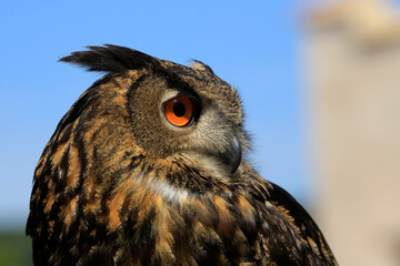  Uhu (Bubo bubo) Nachtgreifvogel, Portrait