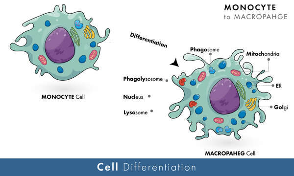 Monocyte to macrophage differentiation process, immune phagocytic cell macrophage formation from monocyte cell: biomedical vector illustration 