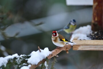 The European goldfinch eating sunflowers with titmouse in background on feeder rack in the winter 