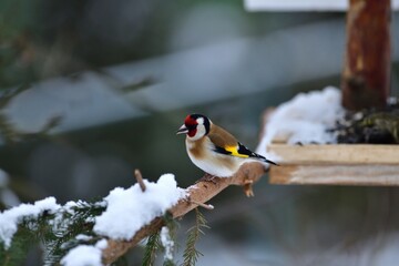 
Portrait of bird goldfinch eating fruits and seeds on feeder rack in snowy winter 

