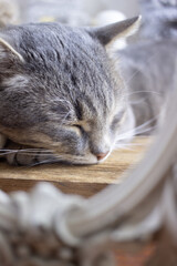 close up of a cat sleeping