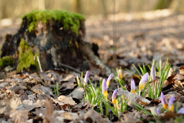 spring in the forest