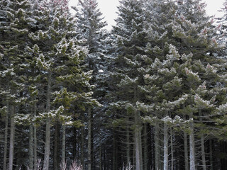 Naklejka premium Winter forest. Trees in the snow.
